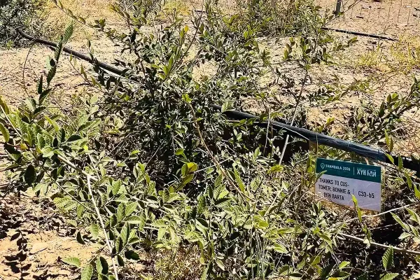 Customers tree1